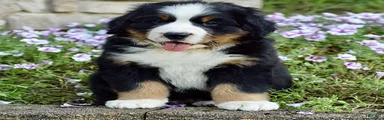 Mr. Barney