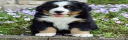 Bernese Mountain Dog dogs for sale: Mr. Barney - Ad 1