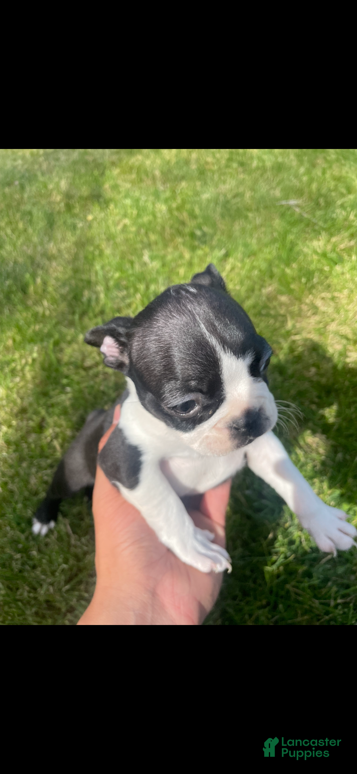 Boston Terrier dogs Boston Terrier Puppy 3 - Ad 3