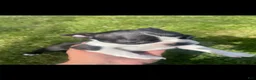 Boston Terrier dogs for sale: Boston Terrier Puppy 3 - Ad 1