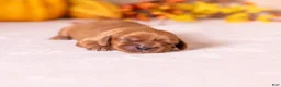 Cavalier King Charles Spaniel dogs for sale: Rudy - Ad 3