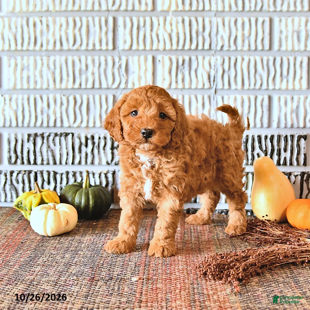 Mini Goldendoodle dogs for sale: Stella - Ad 1