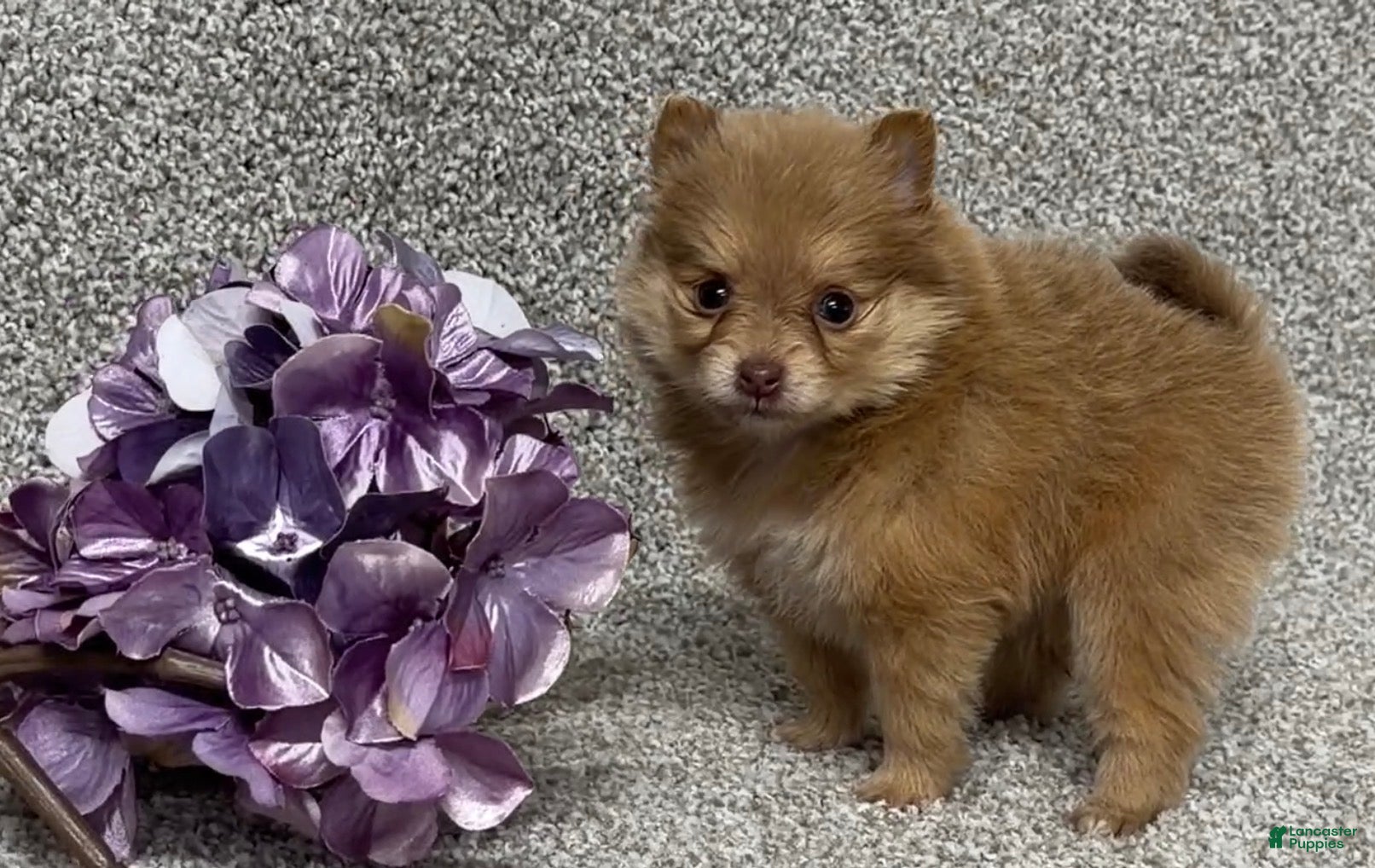 Pomeranian dogs Kara - Ad 1
