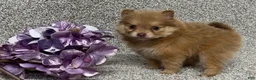 Pomeranian dogs for sale: Kara - Ad 1