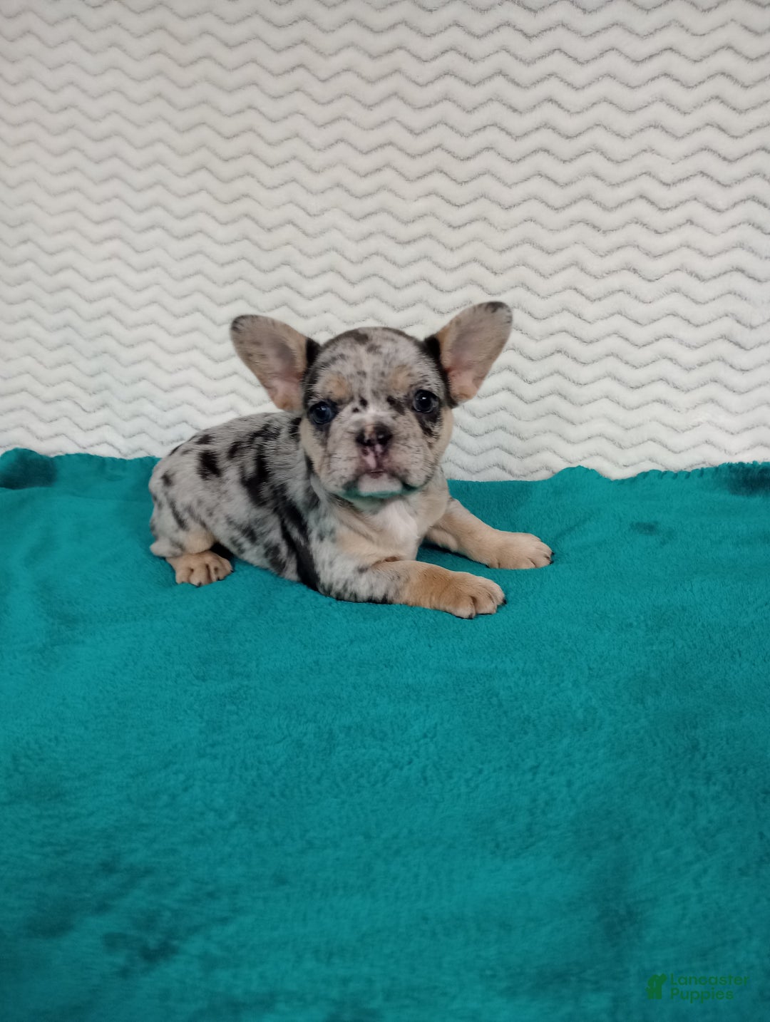 French Bulldog dogs for sale: Holly  - Ad 6