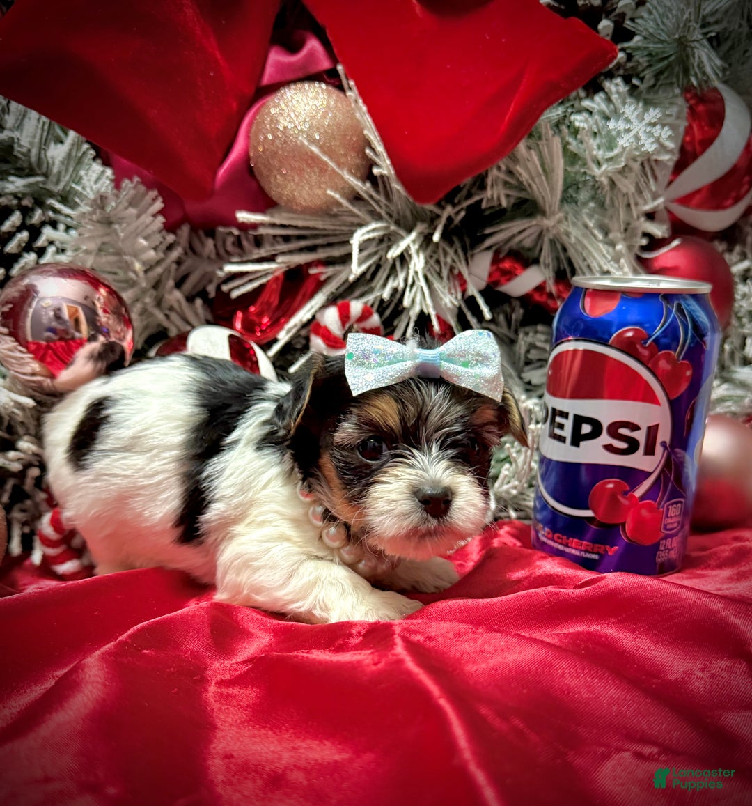 Yorkshire Terrier dogs for sale: Wakko  - Ad 12