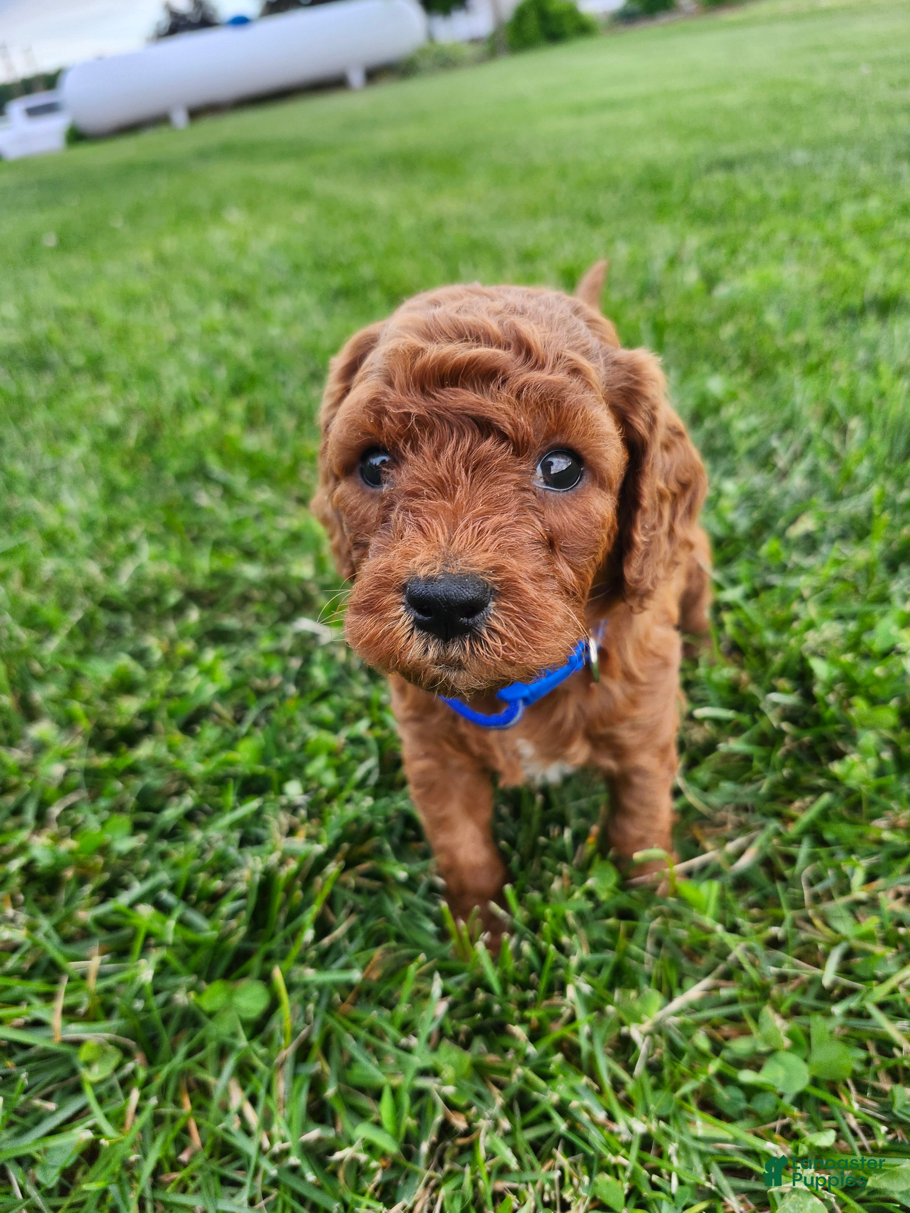 Cavapoo dogs Finley  - Ad 1