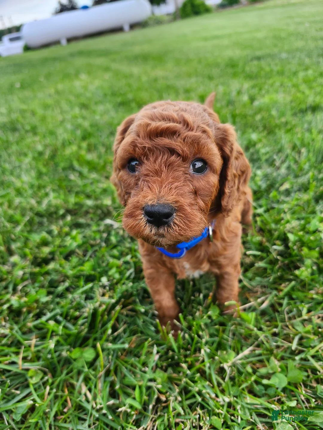 Cavapoo dogs for sale: Finley  - Ad 1