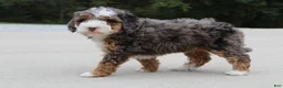 Mini Bernedoodle dogs for sale: Sandy  - Ad 1