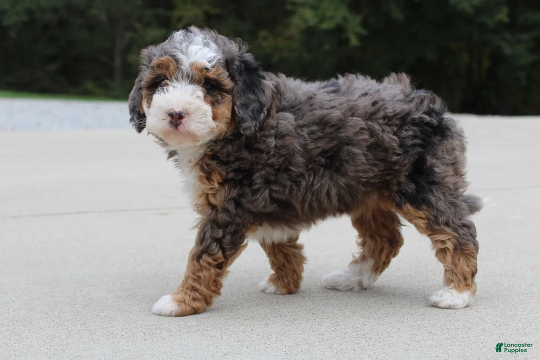 Mini Bernedoodle dogs for sale: Sandy  - Ad 1