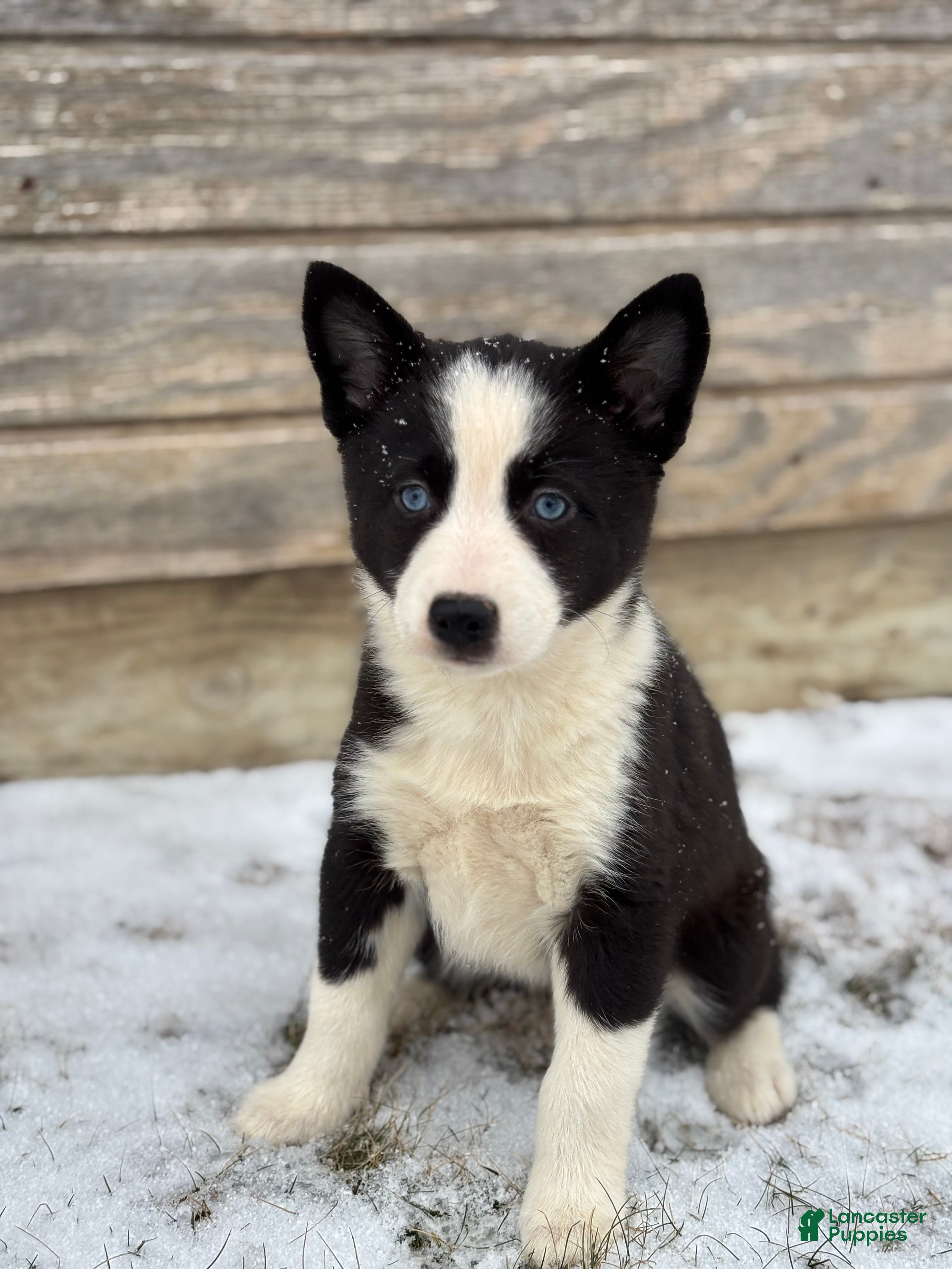 Pomsky dogs Gwen - Ad 2