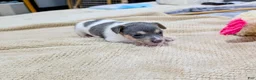 Rat Terrier dogs for sale: Freddy - Mini Rat - Ad 10