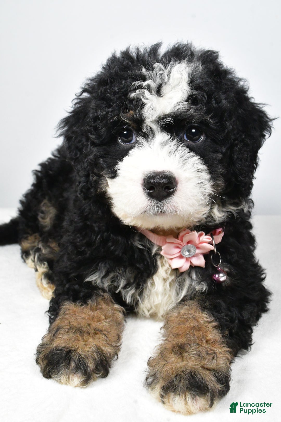 Mixed Breed dogs for sale: Coco - Ad 4