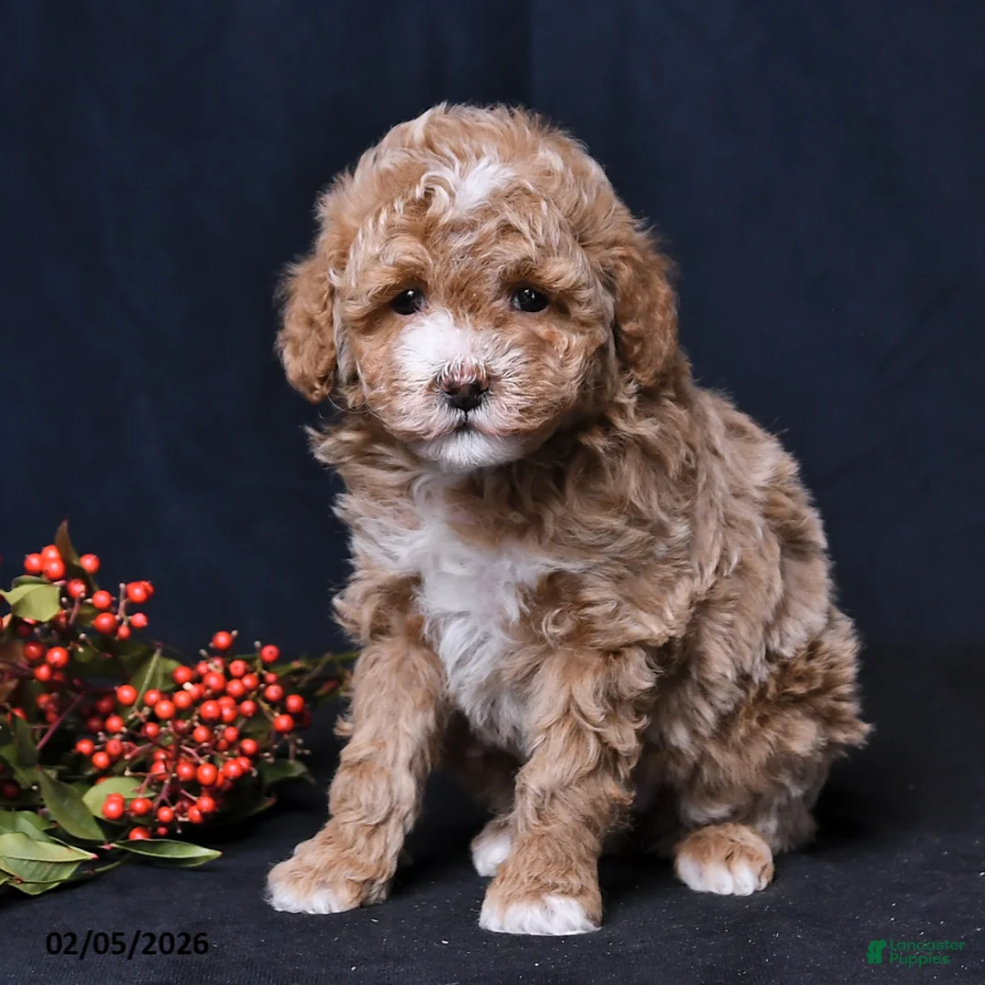 Toy Poodle dogs for sale: Natalie - Ad 3