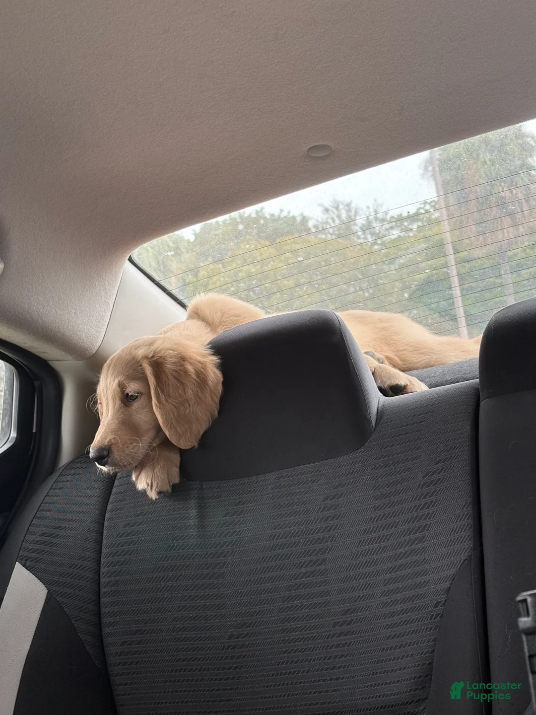 Goldendoodle dogs for sale: Milo - Ad 2