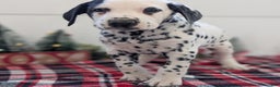 Dalmatian dogs for sale: Jasper - Ad 5