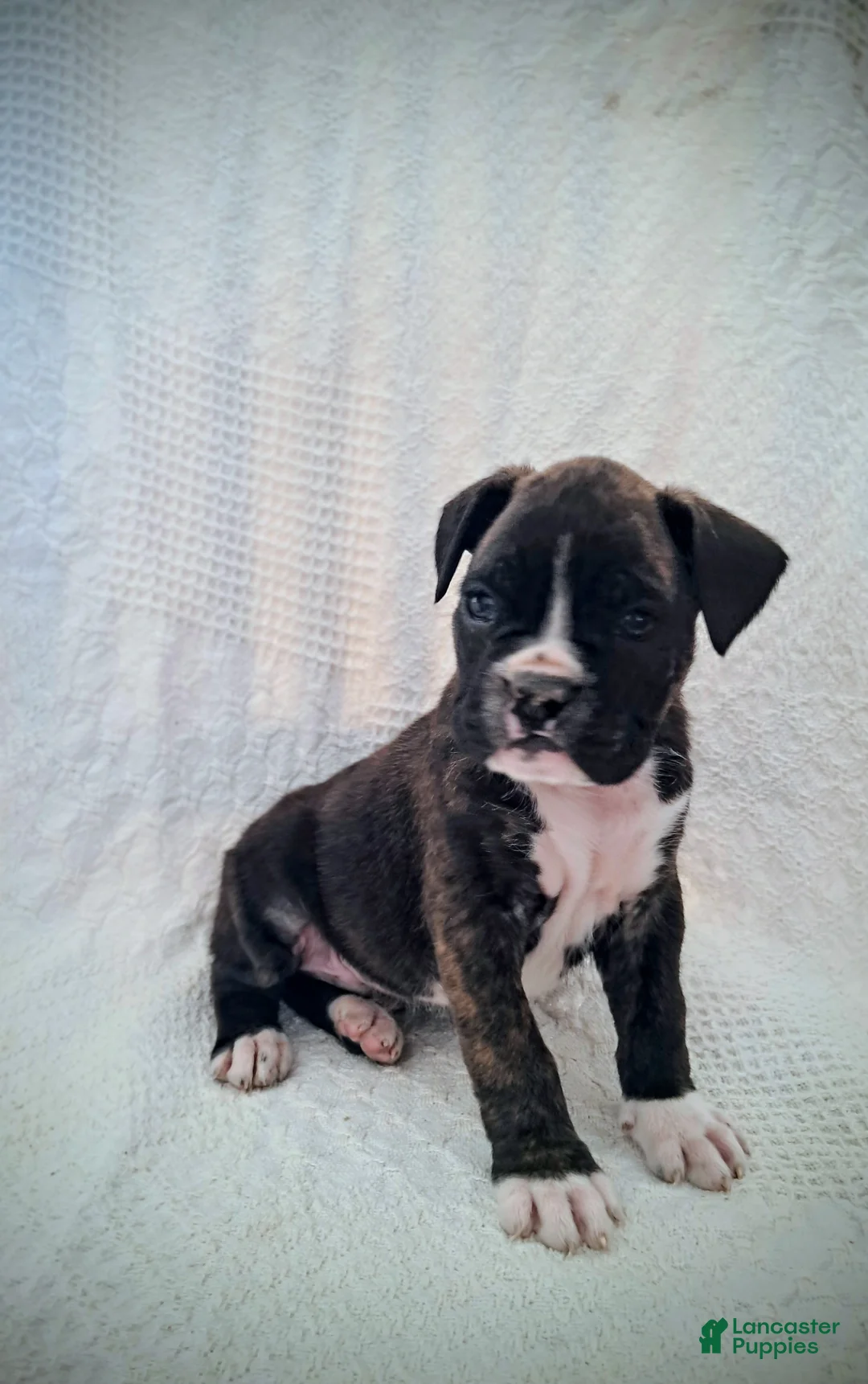 Boxer dogs for sale: Spotty - Ad 3
