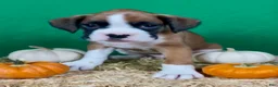 Boxer dogs for sale: Boxer 2 - Ad 4