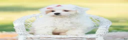 Maltipoo dogs for sale: Pongo - Ad 3