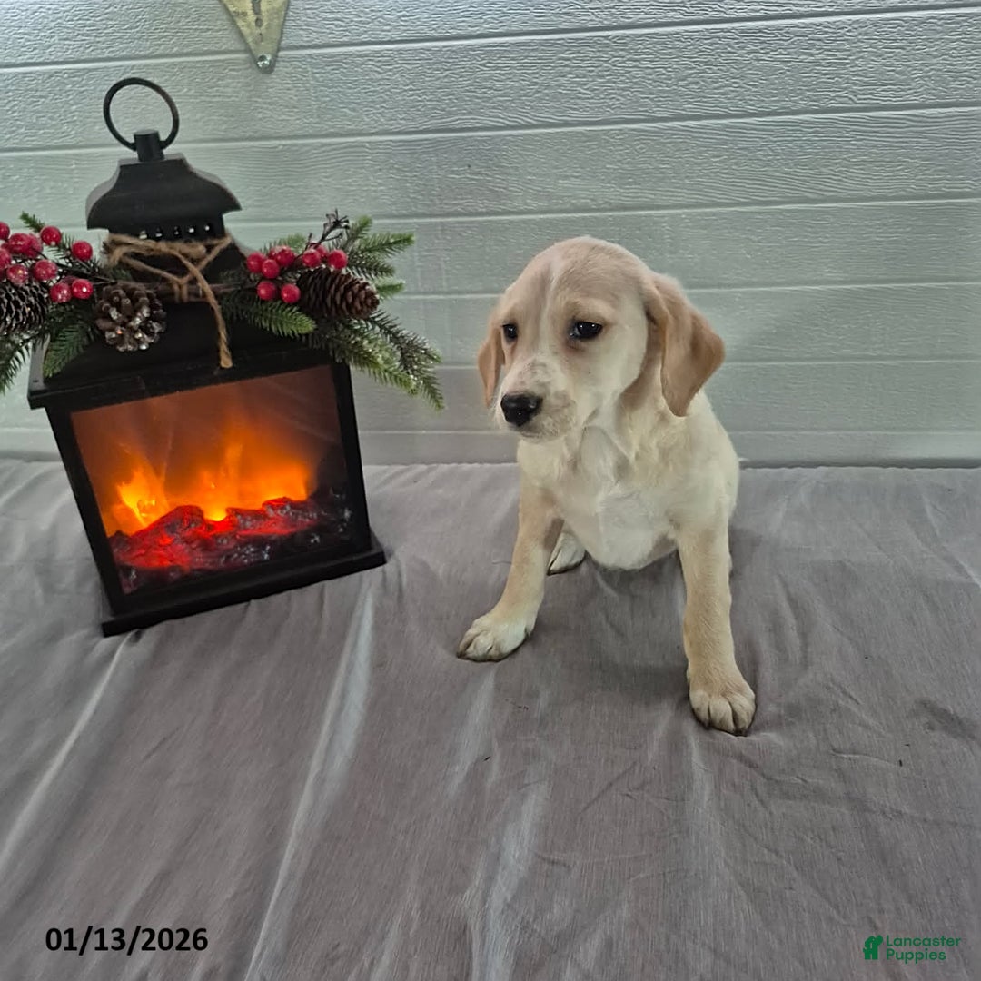 Mixed Breed dogs for sale: Hannah - Ad 3