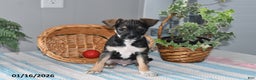 Mixed Breed dogs for sale: Tinker - Ad 1