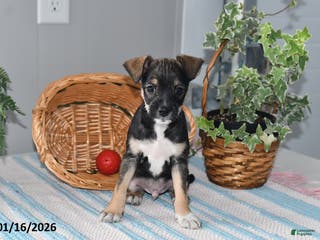 Mixed Breed dogs Tinker - Ad 3