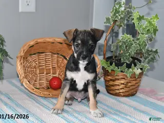 Mixed Breed dogs Tinker - Ad 8