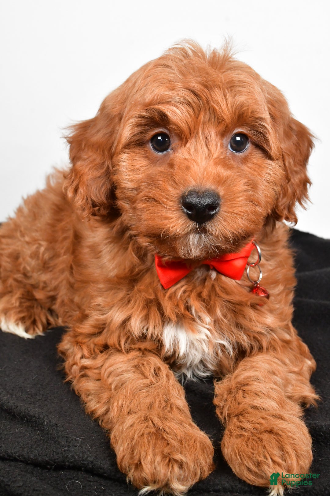 Cavapoo dogs for sale: Sparky - Ad 3