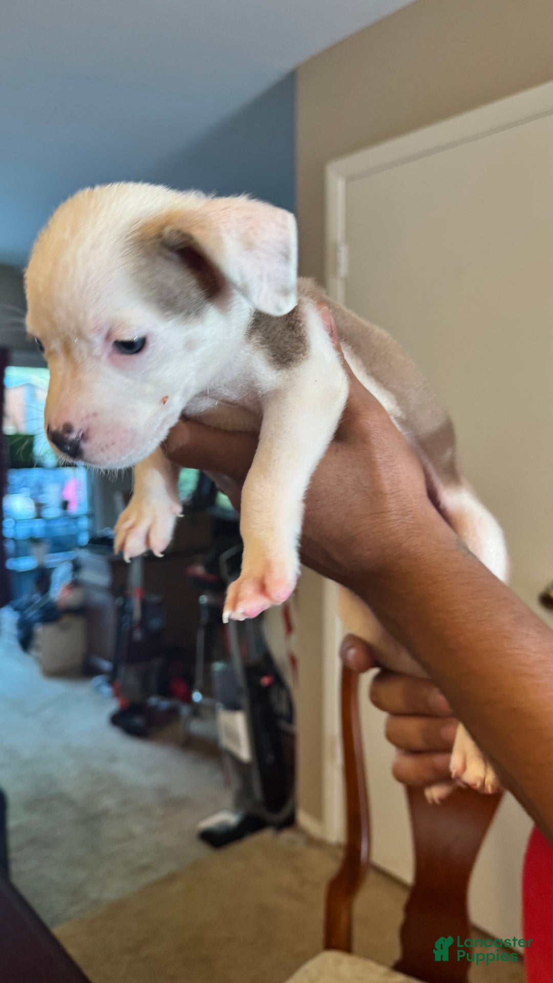 American Bully dogs for sale: American Bully Puppy 3 (Rex) - Ad 4