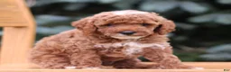 Mini Goldendoodle dogs for sale: Caramel  - Ad 5