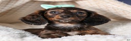 Miniature Dachshund dogs for sale: Cleo - Ad 21