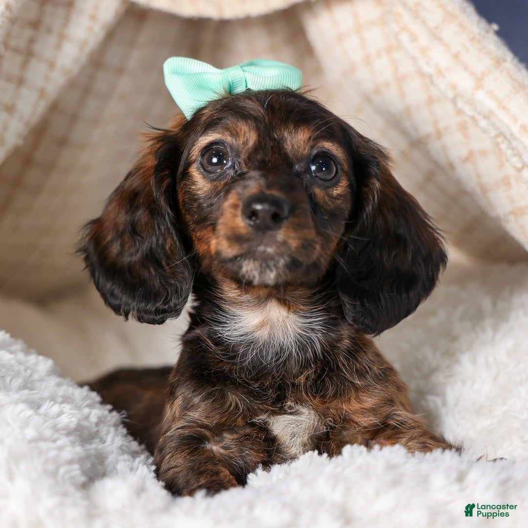 Miniature Dachshund dogs for sale: Cleo - Ad 21