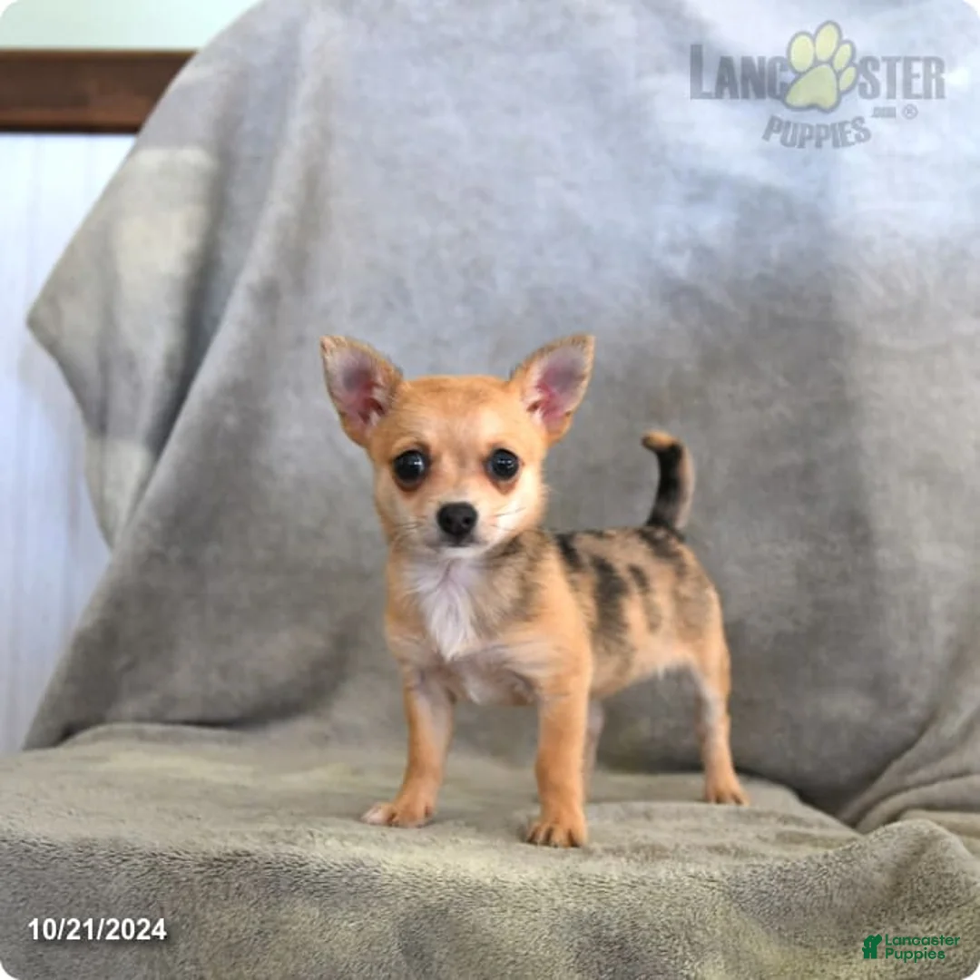 Gallery Image {{count}}