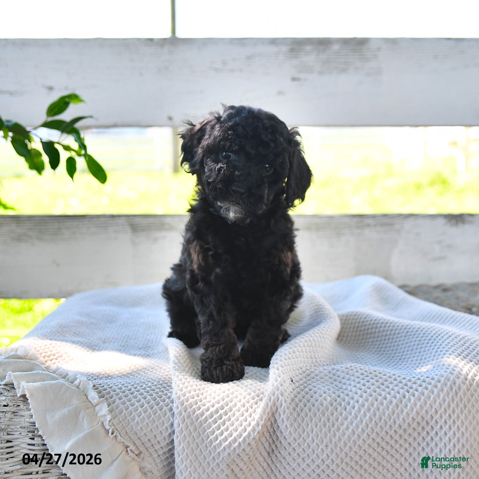 Miniature Poodle dogs for sale: Bernice - Ad 2