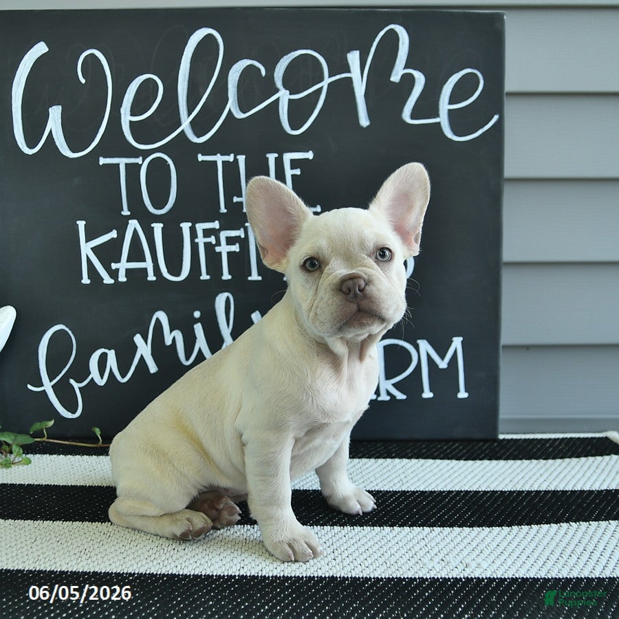 French Bulldog dogs Floriane - Ad 1