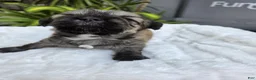 Shih Tzu dogs for sale: Shih Tzu 1 - Ad 4