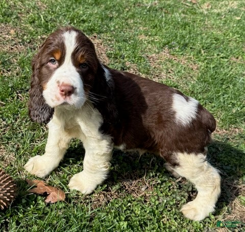 English Springer Spaniel dogs Max - Ad 1