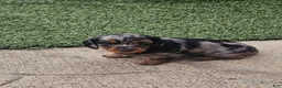 Miniature Dachshund dogs for sale: Miniature Dachshund 2 - Ad 5