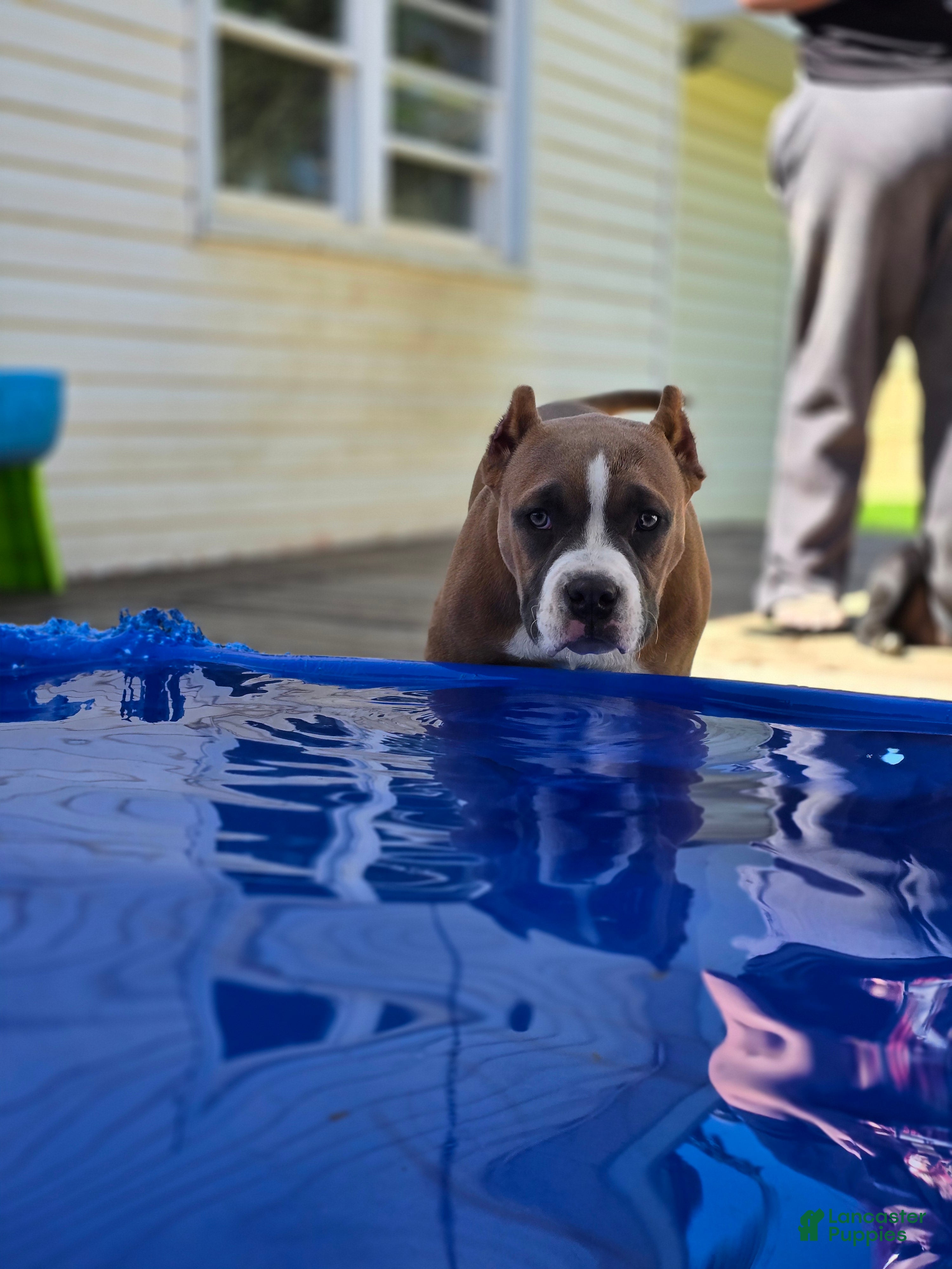 American Bully dogs Stoney  - Ad 2