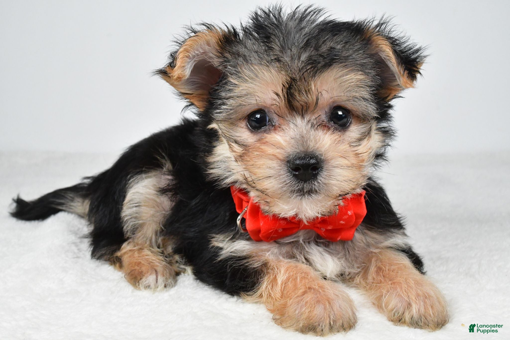 Morkie dogs Johnson - Ad 1
