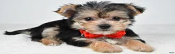 Morkie dogs for sale: Johnson - Ad 1