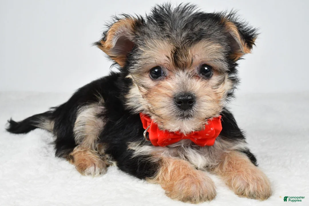 Morkie dogs for sale: Johnson - Ad 1