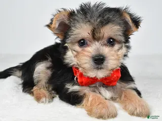 Morkie dogs for sale: Johnson - Ad 3