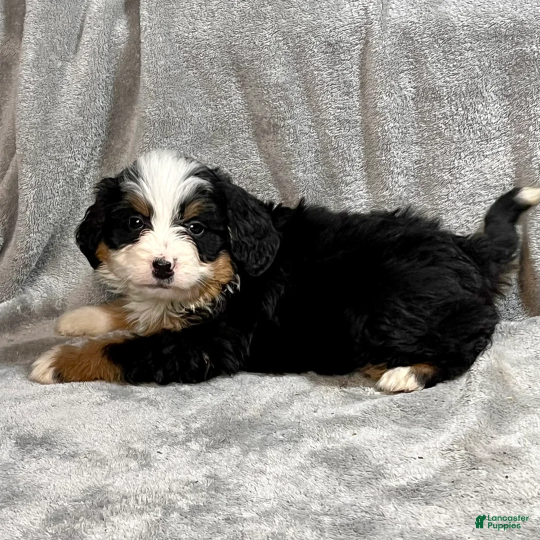Bernedoodle dogs for sale: Millie - Ad 2