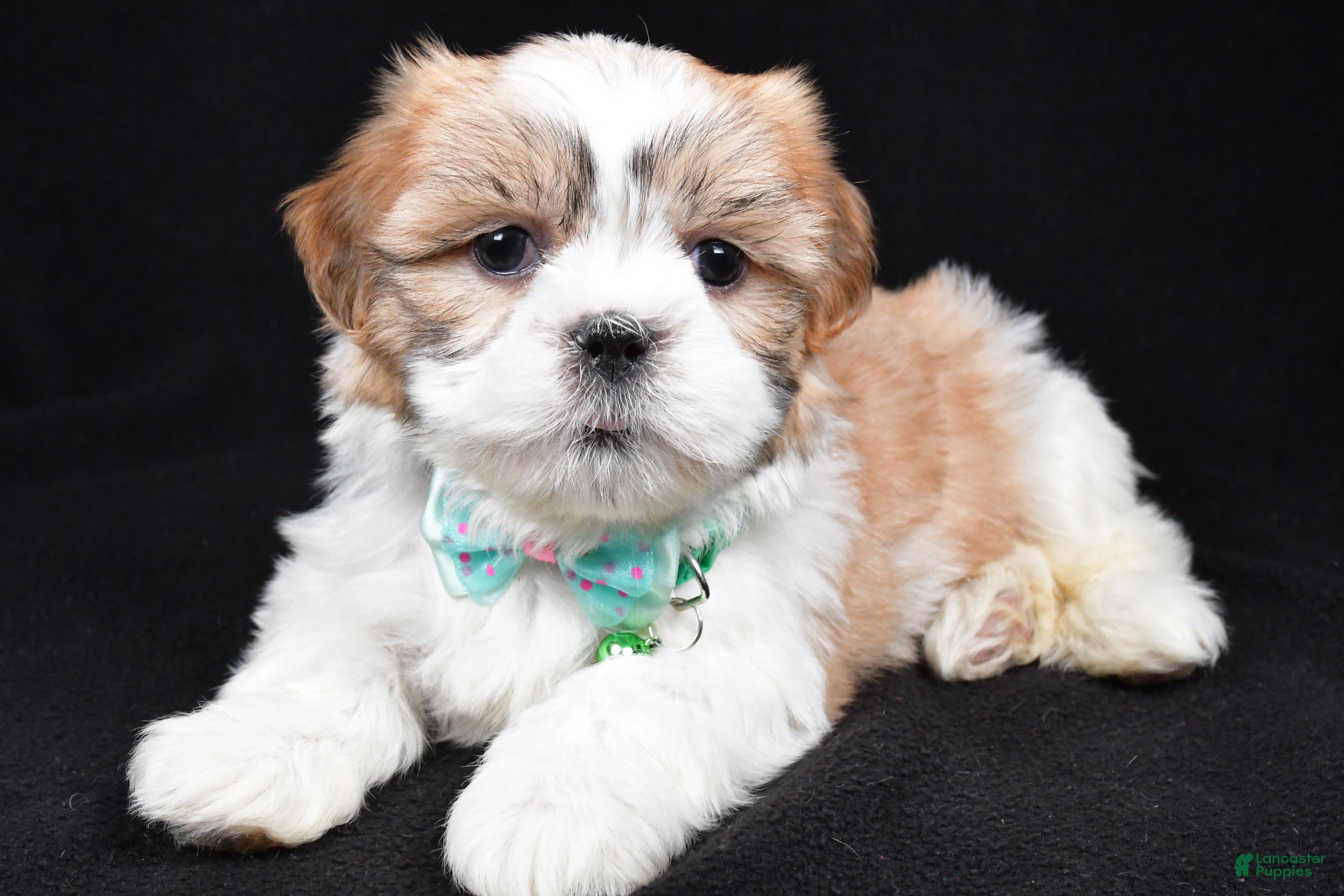 Shih Tzu dogs Hal - Ad 14