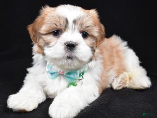 Shih Tzu dogs Hal - Ad 34