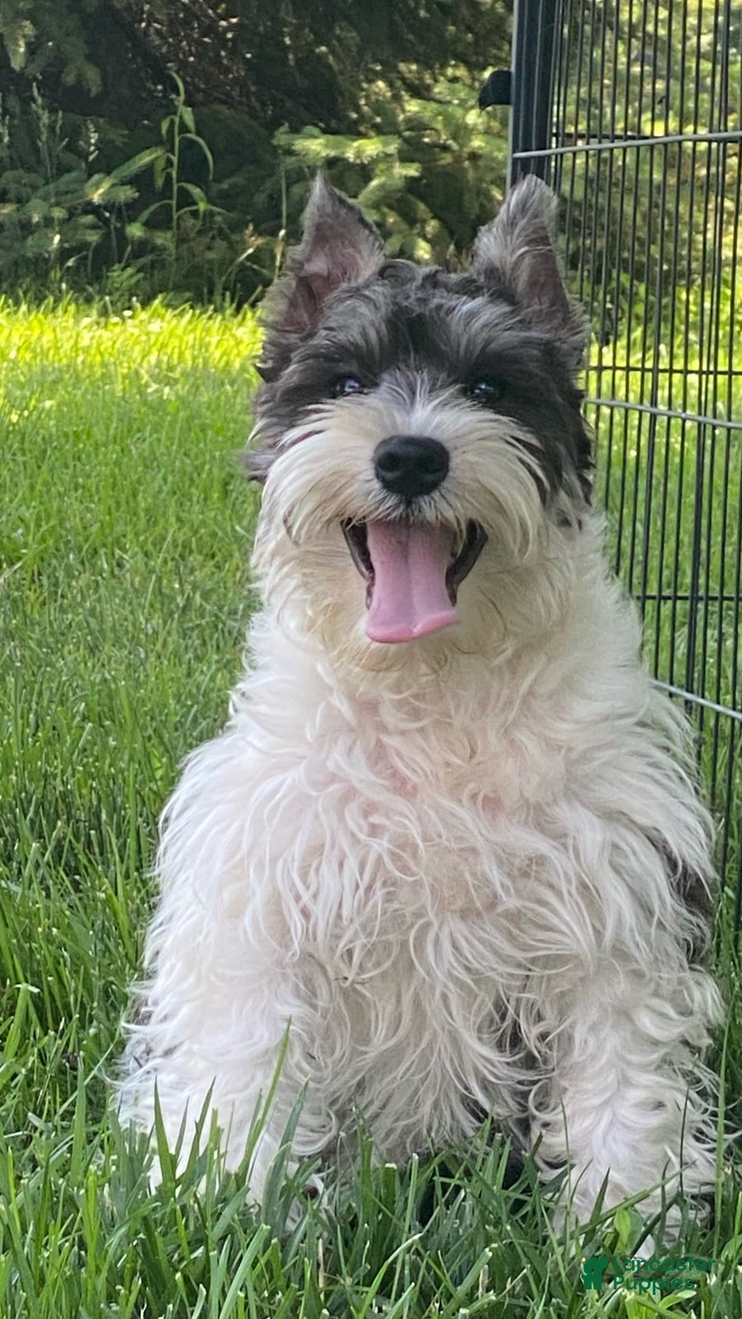 White Miniature Micro Schnauzer For Sale Toy Schnauzer Schnauzer Puppies  Near Me For Sale Toy Schnauzer