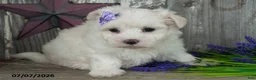 Maltese dogs for sale: Lilly - Ad 1