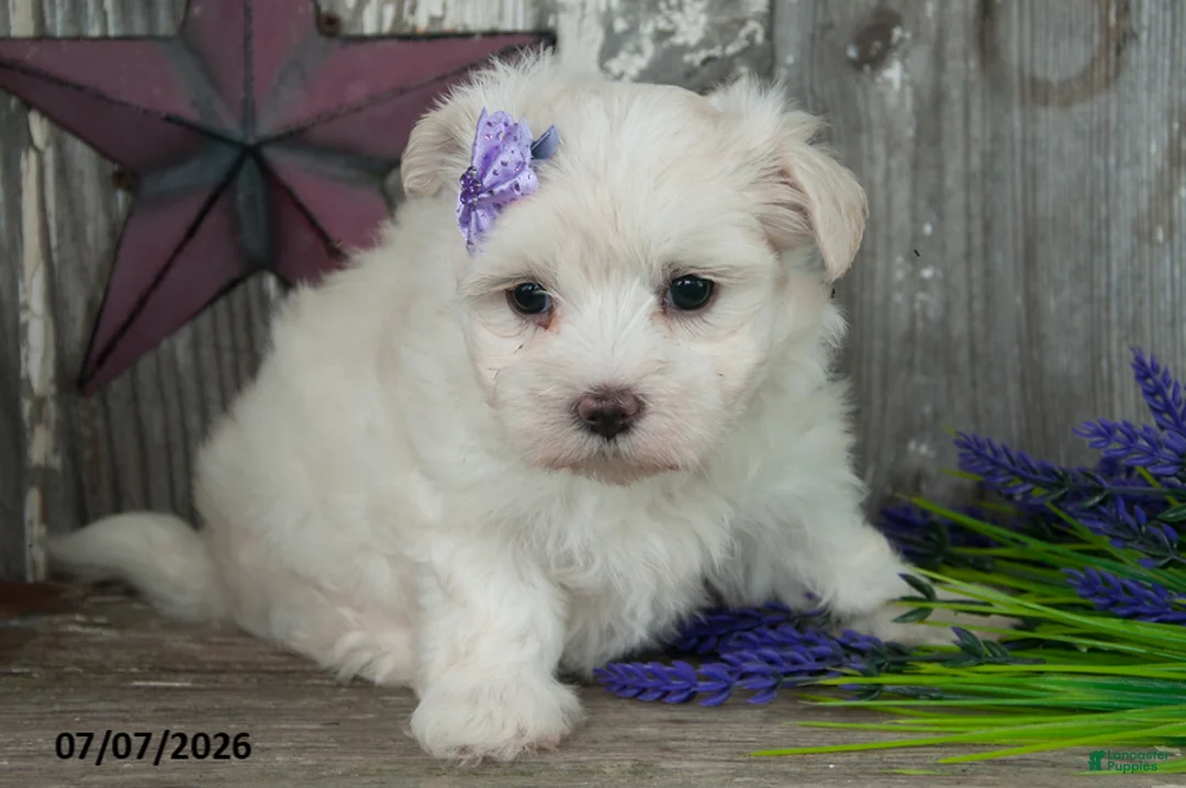Maltese dogs for sale: Lilly - Ad 1