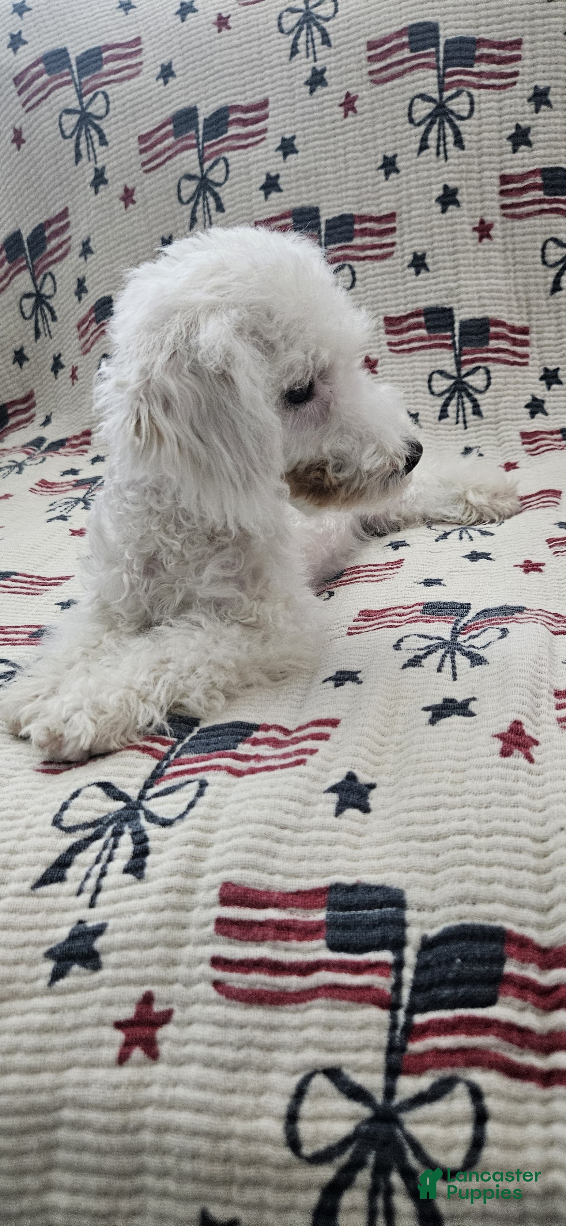 Toy Poodle dogs Teddy - Ad 2